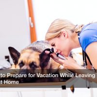 How to Prepare for Vacation While Leaving Your Pet at Home