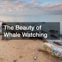 The Beauty of Whale Watching
